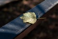 only wild Urena lobata leaf on the balcony Royalty Free Stock Photo