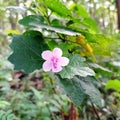 urena lobata pink flower. in Indonesia it called pulutan flower Royalty Free Stock Photo