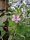 Urena lobata Or Pulutan plant Royalty Free Stock Photo