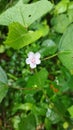 Urena lobata wild plant has white flowers Royalty Free Stock Photo