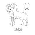 Urial Alphabet ABC Coloring Page U