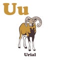 U for Urial