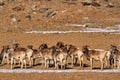 Urial, Ovis orientalis, medium-size, rather stout-bodied wild sheep, distributed from northwest India and Ladakh to southwest