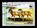 Urial (Ovis orientalis vignei), WWF - Wild sheep serie, circa 19