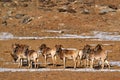 Urial, Ovis vignei, also known as the arkars. Herd of wild sheep on the nature habitat, Tso Kar lake in Himalaya in India. Wild