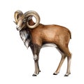 Urial wildlife asian animal watercolor illustration. Hand drawn wild mountain sheep with big horns. Urial standing male