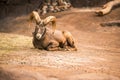 Urial (Ovis vignei) laying on the ground and looking into the camera