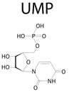 Uridine monophosphate or UMP, uridylic acid, nucleotide molecule. Building block of RNA. Skeletal formula.