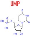 Uridine monophosphate or UMP, uridylic acid, nucleotide molecule. Building block of RNA. Skeletal formula.