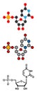 Uridine monophosphate (UMP, uridylic acid) nucleotide molecule. Building block of RNA