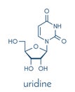 Uridine nucleoside molecule. Building block of RNA. Skeletal formula. Royalty Free Stock Photo