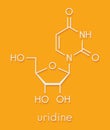 Uridine nucleoside molecule. Building block of RNA. Skeletal formula.