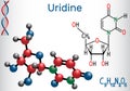 Uridine - pyrimidine nucleoside molecule, is important part