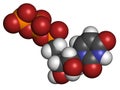 Uridine triphosphate (UTP) nucleotide molecule. Building block of RNA. Atoms are represented as spheres with conventional color