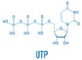 Uridine triphosphate or UTP nucleotide molecule. Building block of RNA. Skeletal formula.