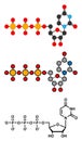 Uridine triphosphate (UTP) nucleotide molecule. Building block of RNA