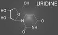 Uridine, Urd, U nucleoside molecule. Building block of RNA. Skeletal formula. Chemical structure