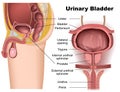 Urinary bladder anatomy 3d medical illustration