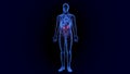 3D Illustration of Human Body Organs Anatomy Urinary Bladder