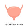 Urinary bladder of human . Cartoon design . Isolated . Vector