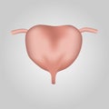 Urinary Bladder of human . Urological system . Realistic design . Isolated . Vector illustration