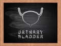 Urinary bladder icon on blackboard flat design.