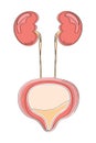 Urinary bladder icon in doodle style. Cystitis, urolithiasis, nephroptosis. Pyelonephritis, diseases and kidney stones