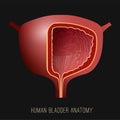 Urinary bladder image