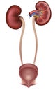 Urinary bladder and kidneys Royalty Free Stock Photo