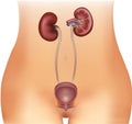 Urinary bladder and kidneys