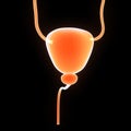 Urinary Bladder