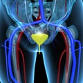 Urinary Bladder Royalty Free Stock Photo