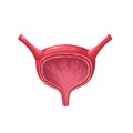 Urinary bladder, isolated healthy empty female internal organ for collecting urine