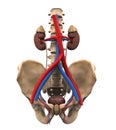 Urinary Renal System