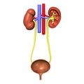 Urinary system Royalty Free Stock Photo