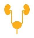 Yellow silhouette of human urinary system Royalty Free Stock Photo