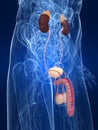 Urinary system