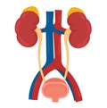 Urinary System