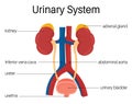 Urinary System