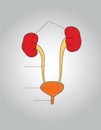 Urinary System