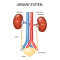 Urinary system anatomy