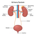 Urinary system anatomy. Incontinence biology infection uti, ureter kidney bladder vector diagram Royalty Free Stock Photo