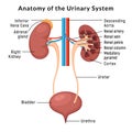 Urinary system anatomy. Incontinence biology infection uti, ureter kidney bladder vector diagram