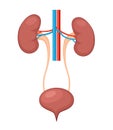 Urinary system anatomy. Incontinence biology infection uti, ureter kidney bladder vector diagram Royalty Free Stock Photo