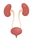 Urinary system anatomy. Incontinence biology infection uti, ureter kidney bladder vector diagram