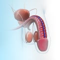 Urinary system in blue background