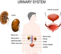 Urinary system