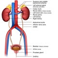 The urinary system 3d medical illustration on white background