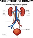 Urinary system Diagram for Medical Education