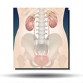 Urinary System Female - Human Body - Science - Healthcare